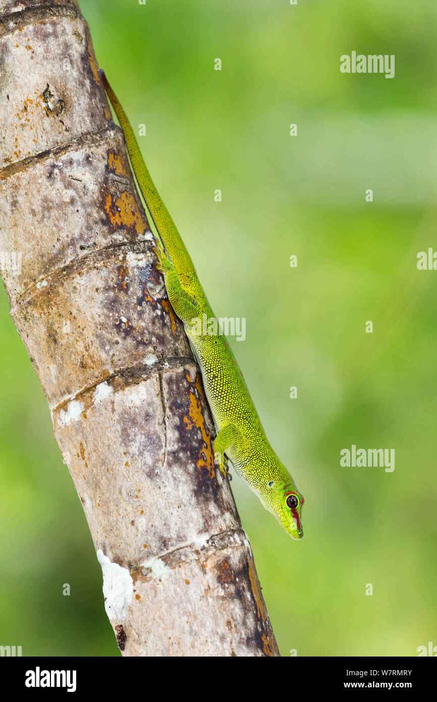 Grand jour (Gecko Phelsuma madagascariensis) Canal de Pangalanes, Madagascar, Afrique de l'Est Banque D'Images