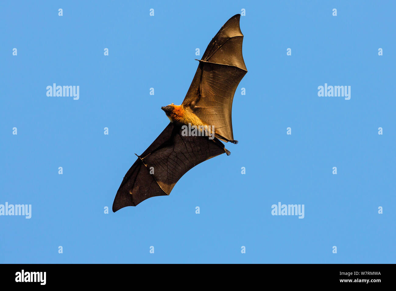 Flying Fox (Pteropus rufus) en vol, Bryanston, Madagascar, Afrique Banque D'Images