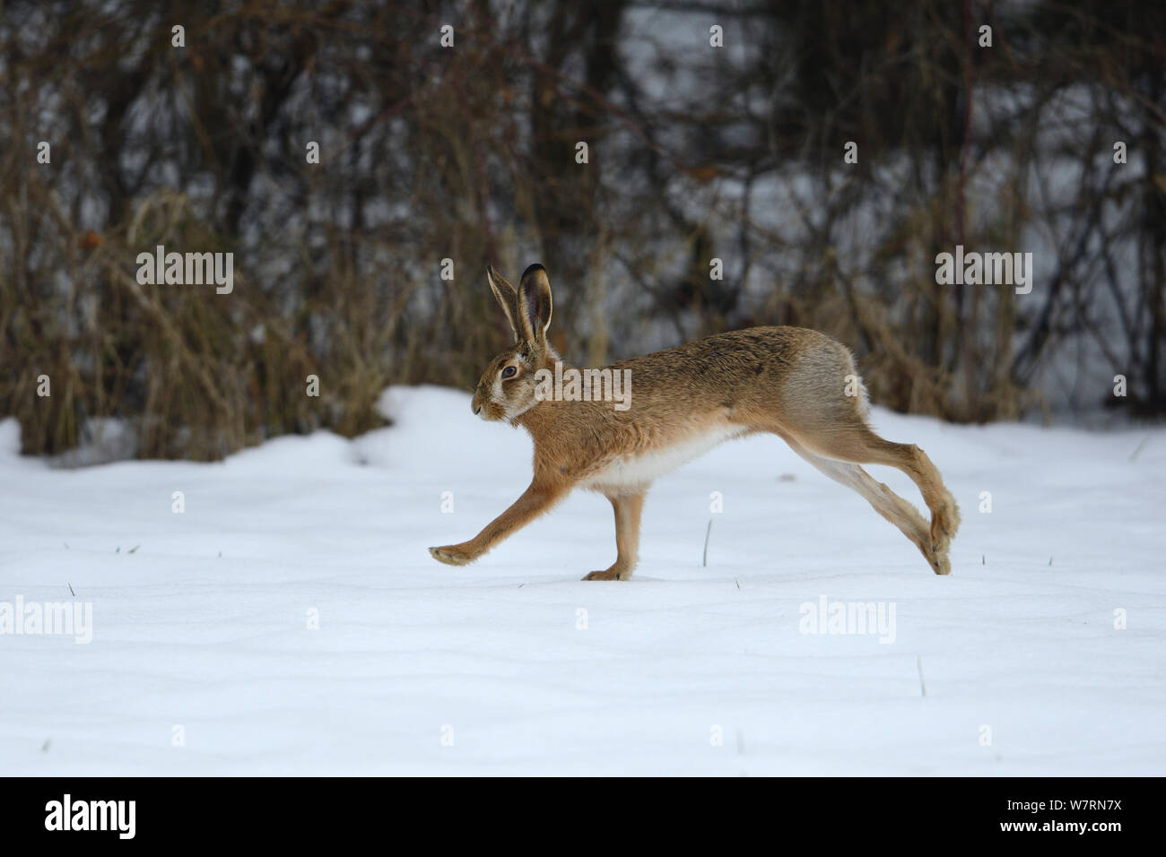 Le lièvre (Lepus europaeus), fonctionnant à travers champ neigeux, Vosges, France, Février Banque D'Images