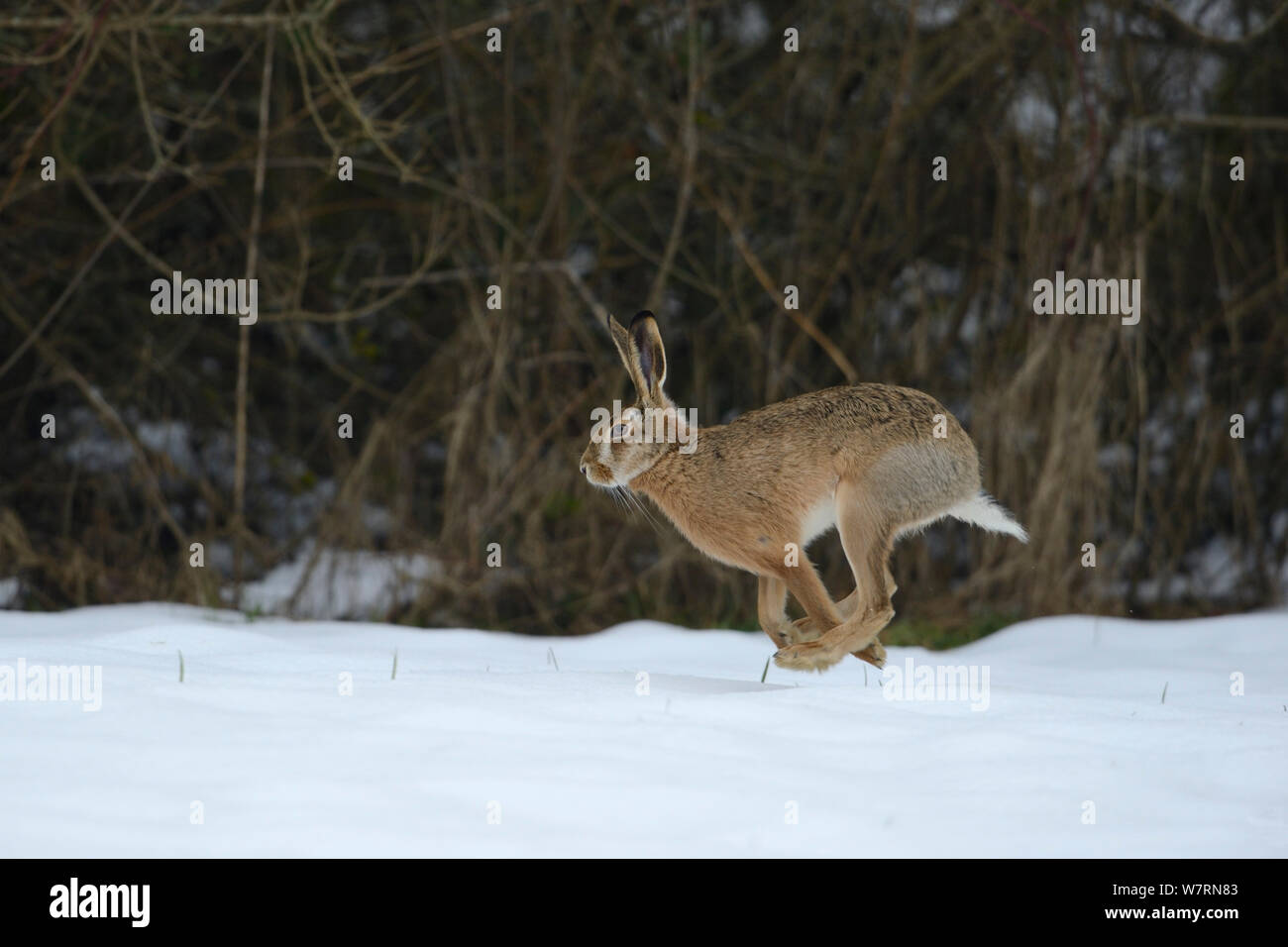 Le lièvre (Lepus europaeus), fonctionnant à travers champ neigeux, Vosges, France, Février Banque D'Images