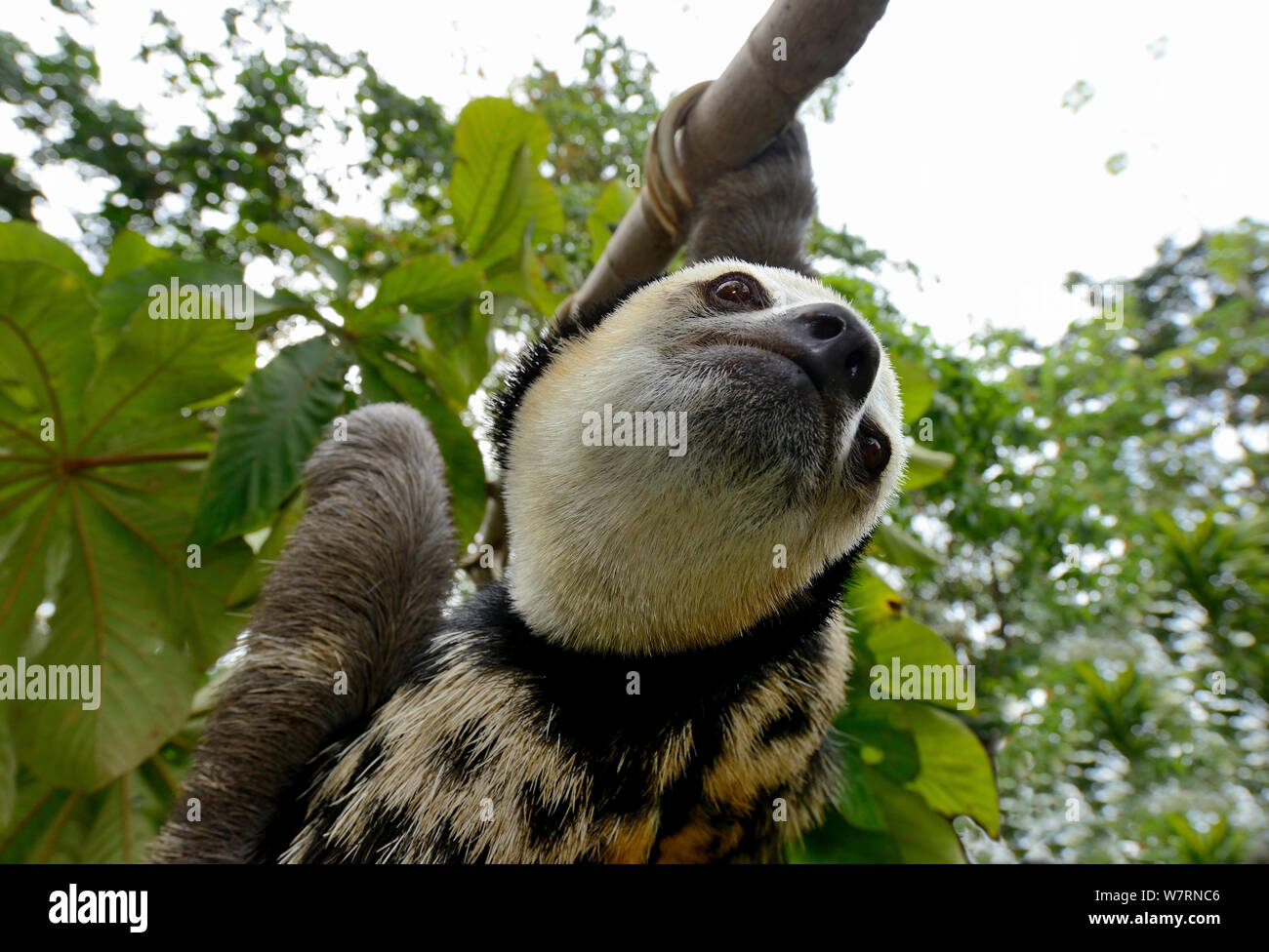 Paresseux à gorge pâle / Aï (Bradypus tridactylus) randonnées le long branch, en Guyane française. Banque D'Images