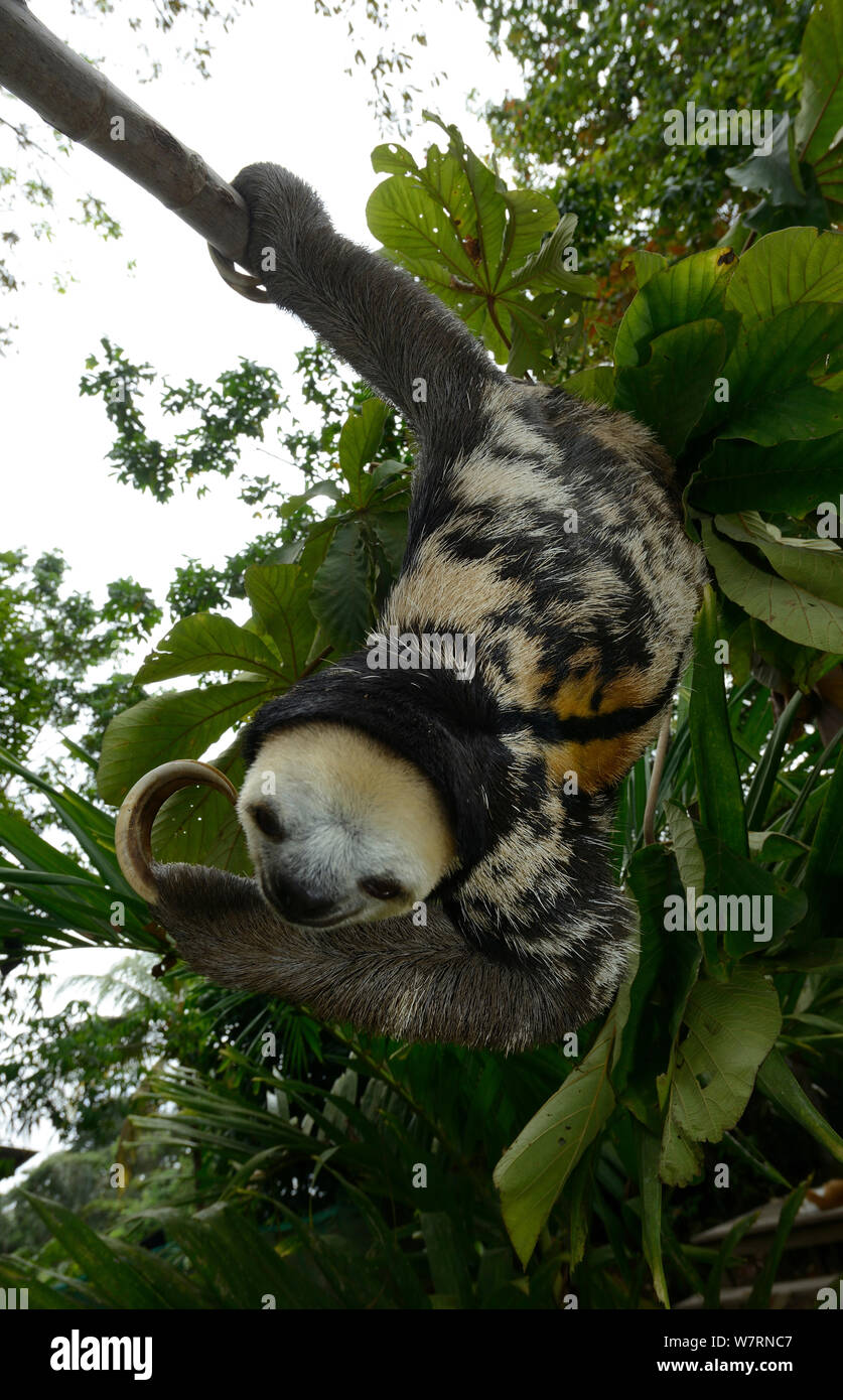 Paresseux à gorge pâle / Aï (Bradypus tridactylus) randonnées le long branch, en Guyane française. Banque D'Images