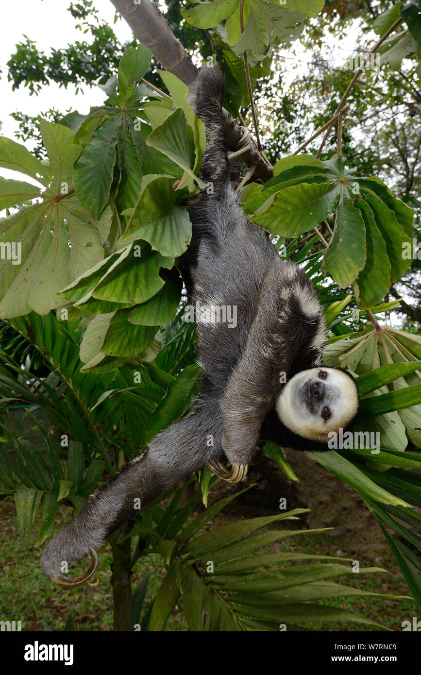 Paresseux à gorge pâle / Aï (Bradypus tridactylus) Guyane française. Banque D'Images
