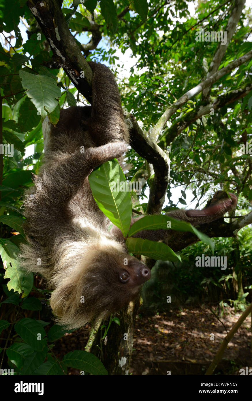 Unau / deux-toed sloth (Choloepus didactylus) escalade en arbre, Guyane Banque D'Images