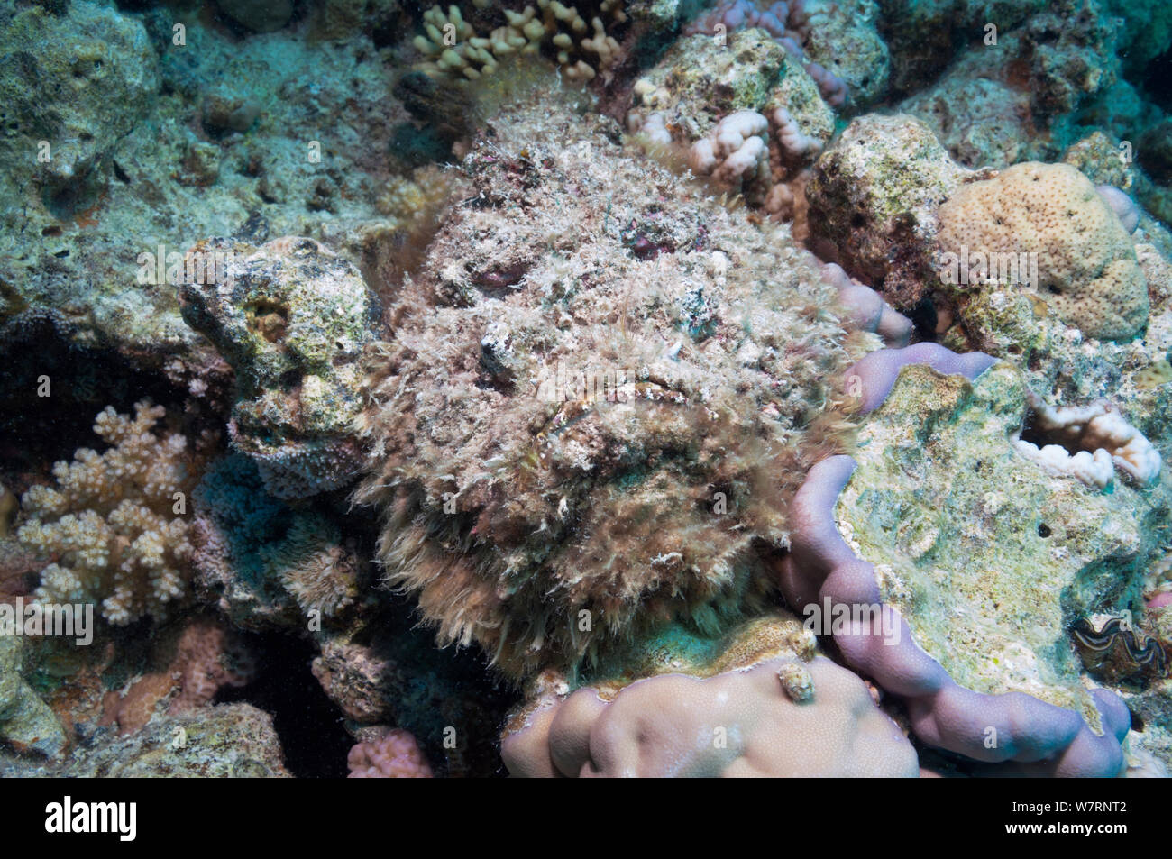 Poisson-Pierre (Synanceia verrucosa) bien camouflée envahis par les algues, couché dans un trou entre les coraux. Les algues (y compris des macroalgues, comme Padina) et d'invertébrés sessiles se développent souvent sur la surface du corps et peut, en fait, attirer une proie potentielle. C'est l'un des plus connus de poissons venimeux au monde. L'Egypte, Mer Rouge. Banque D'Images