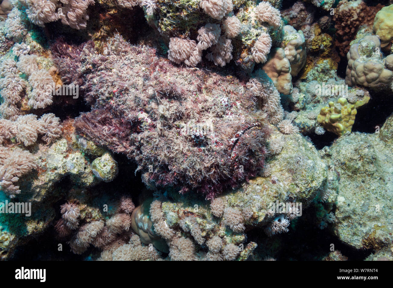 Poisson-Pierre (Synanceia verrucosa) bien camouflée envahis par les algues, située au-dessus de coraux. Les algues (y compris des macroalgues, comme Padina) et d'invertébrés sessiles se développent souvent sur la surface du corps et peut, en fait, attirer une proie potentielle. C'est l'un des plus connus de poissons venimeux au monde. L'Egypte, Mer Rouge. Banque D'Images