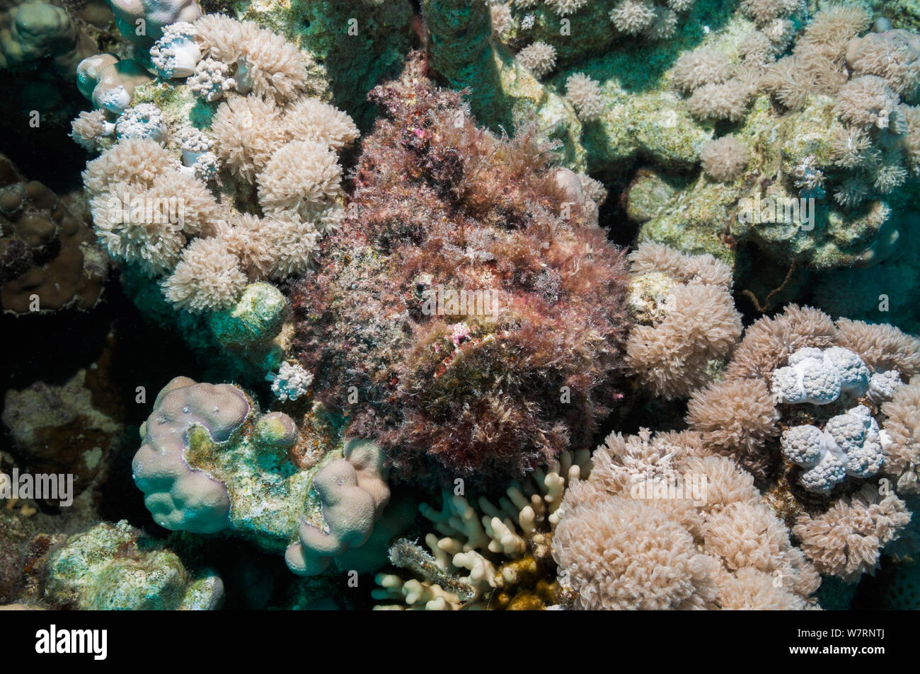 Poisson-Pierre (Synanceia verrucosa) bien camouflée envahis par les algues, couché dans un trou entre les coraux. Les algues (y compris des macroalgues, comme Padina) et d'invertébrés sessiles se développent souvent sur la surface du corps et peut, en fait, attirer une proie potentielle. C'est l'un des plus connus de poissons venimeux au monde. L'Egypte, Mer Rouge. Banque D'Images