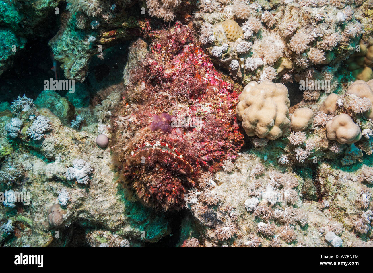 Poisson-Pierre (Synanceia verrucosa) bien camouflée envahis par les algues, couché dans un trou entre les coraux. Les algues (y compris des macroalgues, comme Padina) et d'invertébrés sessiles se développent souvent sur la surface du corps et peut, en fait, attirer une proie potentielle. C'est l'un des plus connus de poissons venimeux au monde. L'Egypte, Mer Rouge. Banque D'Images