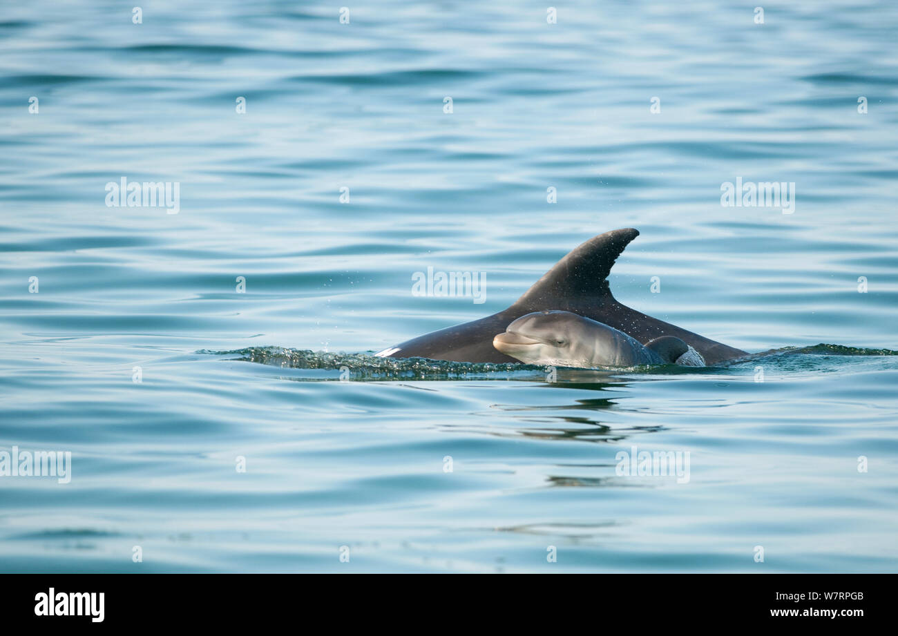 Grand dauphin (Tursiops truncatus) bébés nageurs près de mère, l'estuaire du Sado, Portugal Banque D'Images