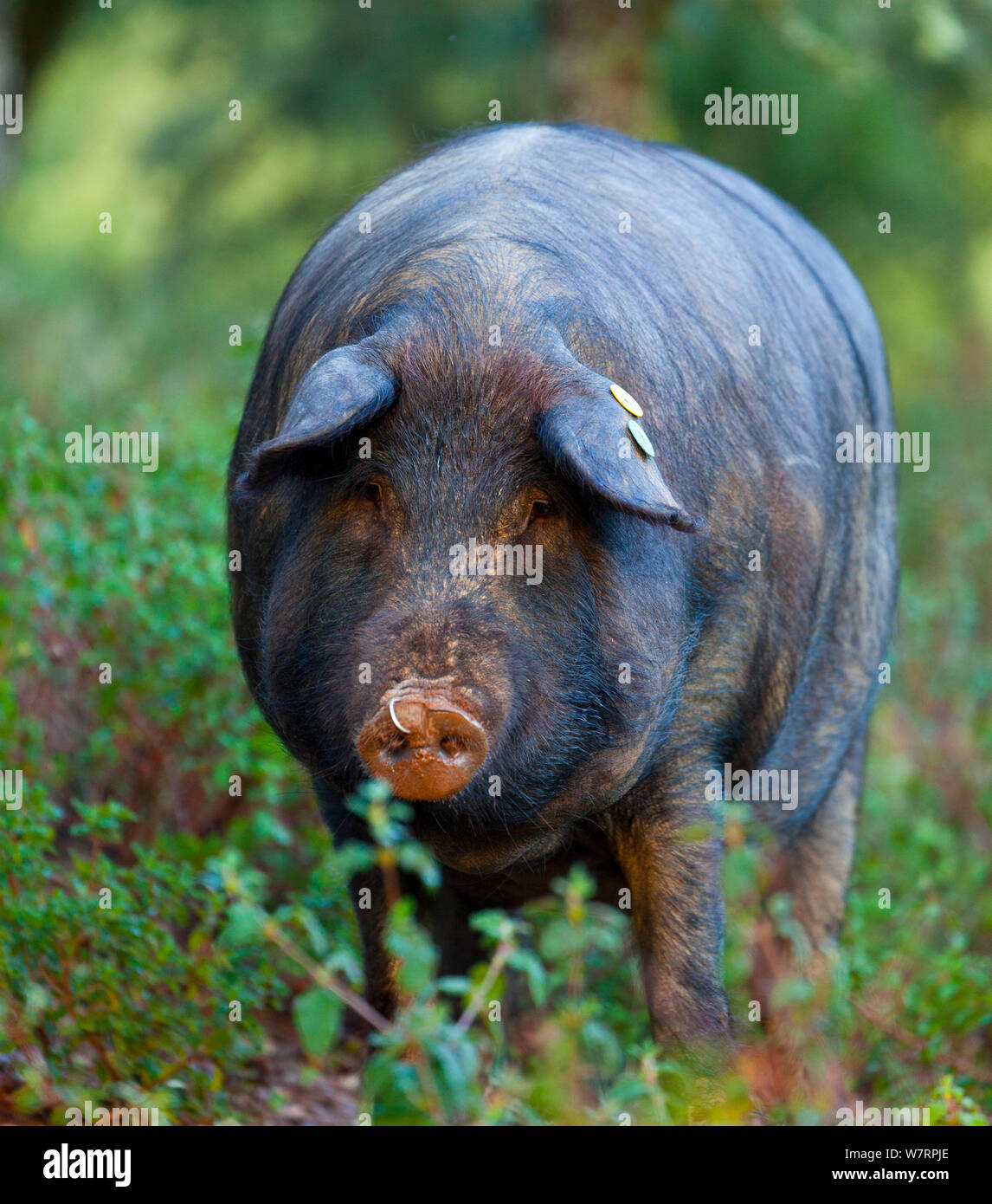 Porc Ibérique, le Parc Naturel de la Sierra de Aracena, Huelva, Andalousie, Espagne, Europe. Utilisé pour produire la race / Jambon Ibérique Jamon Iberico Banque D'Images