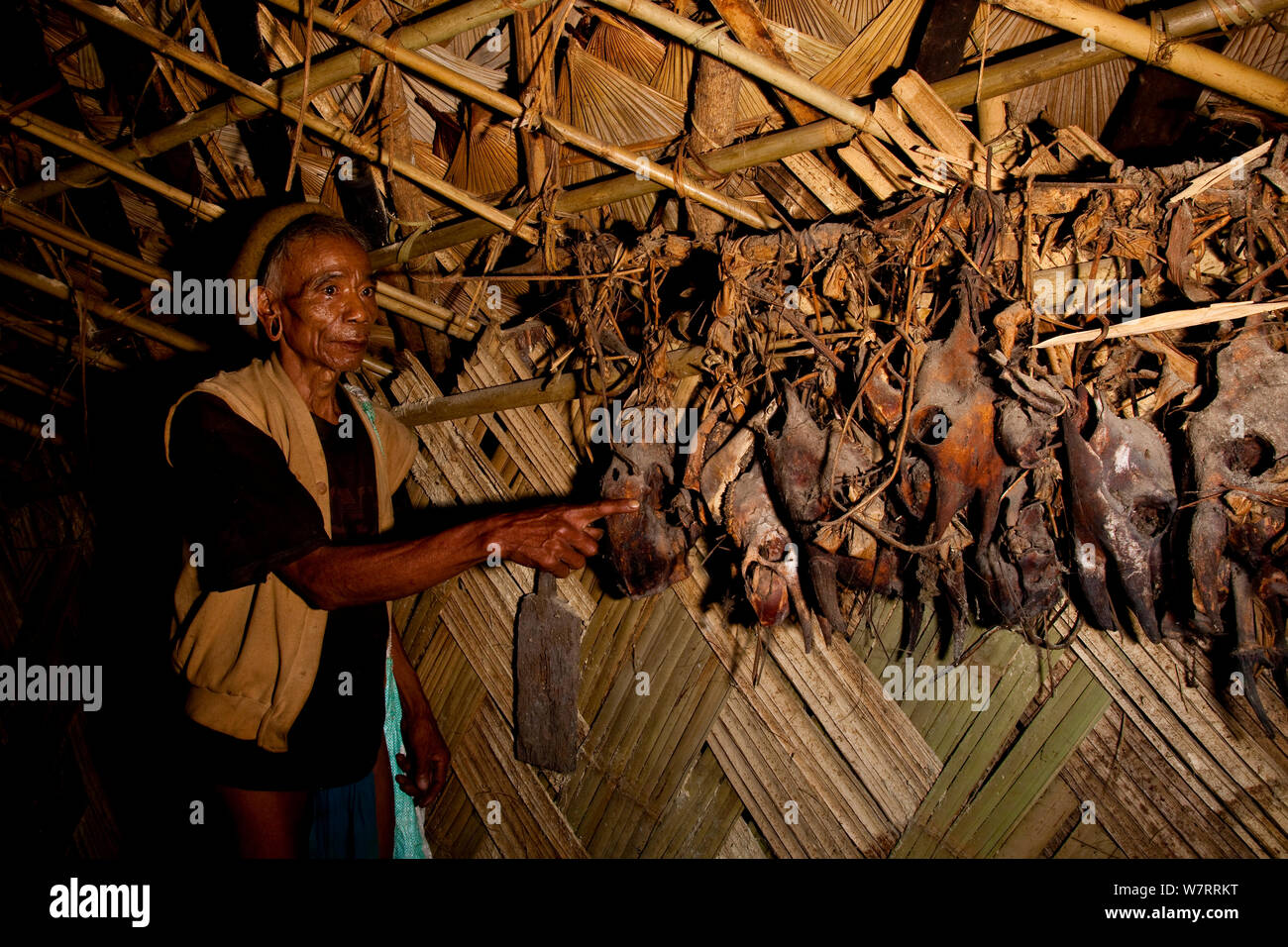 Wancho homme pointant à crânes d'animaux sauvages à gauche plus de fêtes rituelles accrochées au plafond d'une hutte, de l'Arunachal Pradesh, Inde, 2008. Banque D'Images