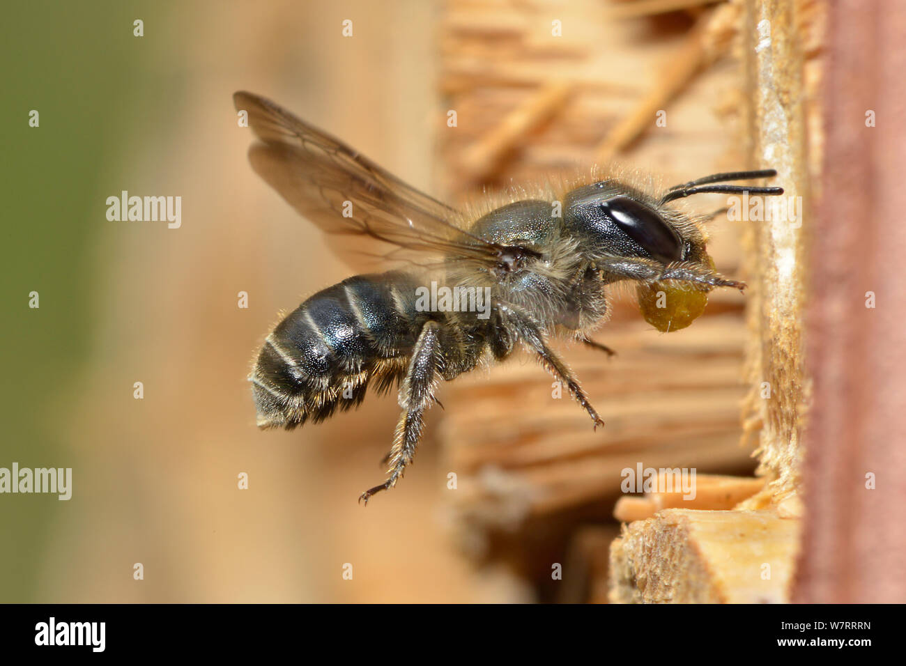 Femelle Bleue (abeilles Osmia caerulescens) voler dans une boîte d'insectes dans un jardin, Hertfordshire, Angleterre, Royaume-Uni, juin. Banque D'Images