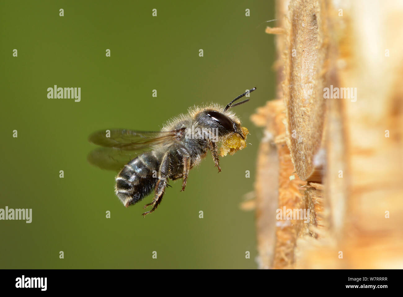 Femelle Bleue (abeilles Osmia caerulescens) voler dans une boîte d'insectes dans un jardin l'exercice mastic de feuilles (feuilles) pour les sections masticated nid d'étanchéité des cellules, Hertfordshire, Angleterre, juin. Banque D'Images