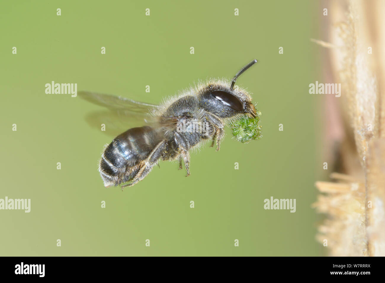 Femelle Bleue (abeilles Osmia caerulescens) voler dans une boîte d'insectes dans un jardin l'exercice mastic de feuilles (feuilles) pour les sections masticated nid d'étanchéité des cellules, Hertfordshire, Angleterre, juin. Banque D'Images