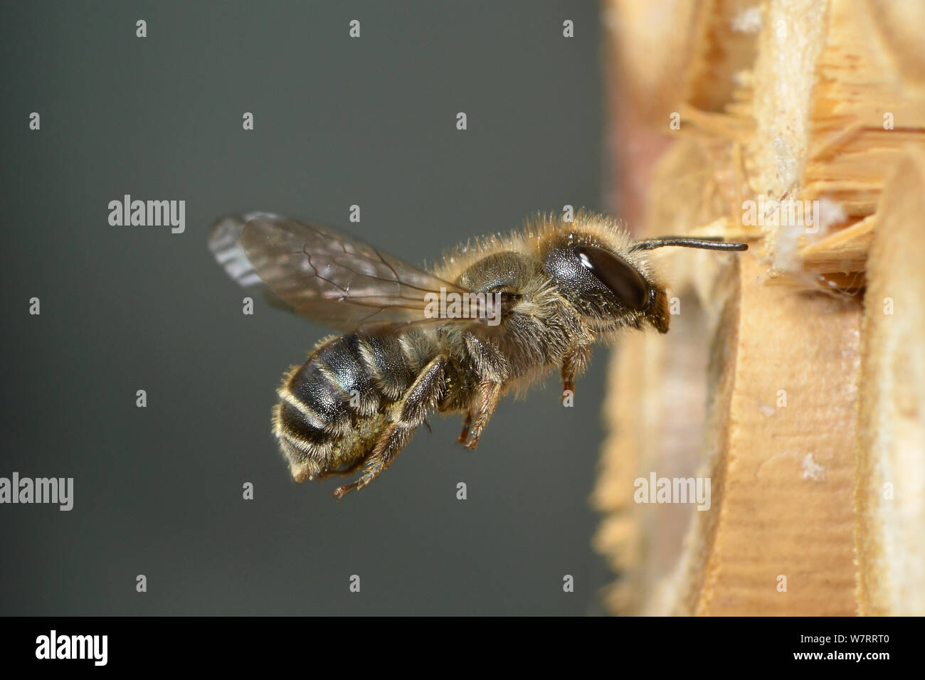 Femelle Bleue (abeilles Osmia caerulescens) voler dans une boîte d'insectes dans un jardin, Hertfordshire, Angleterre, Royaume-Uni, juin. Banque D'Images