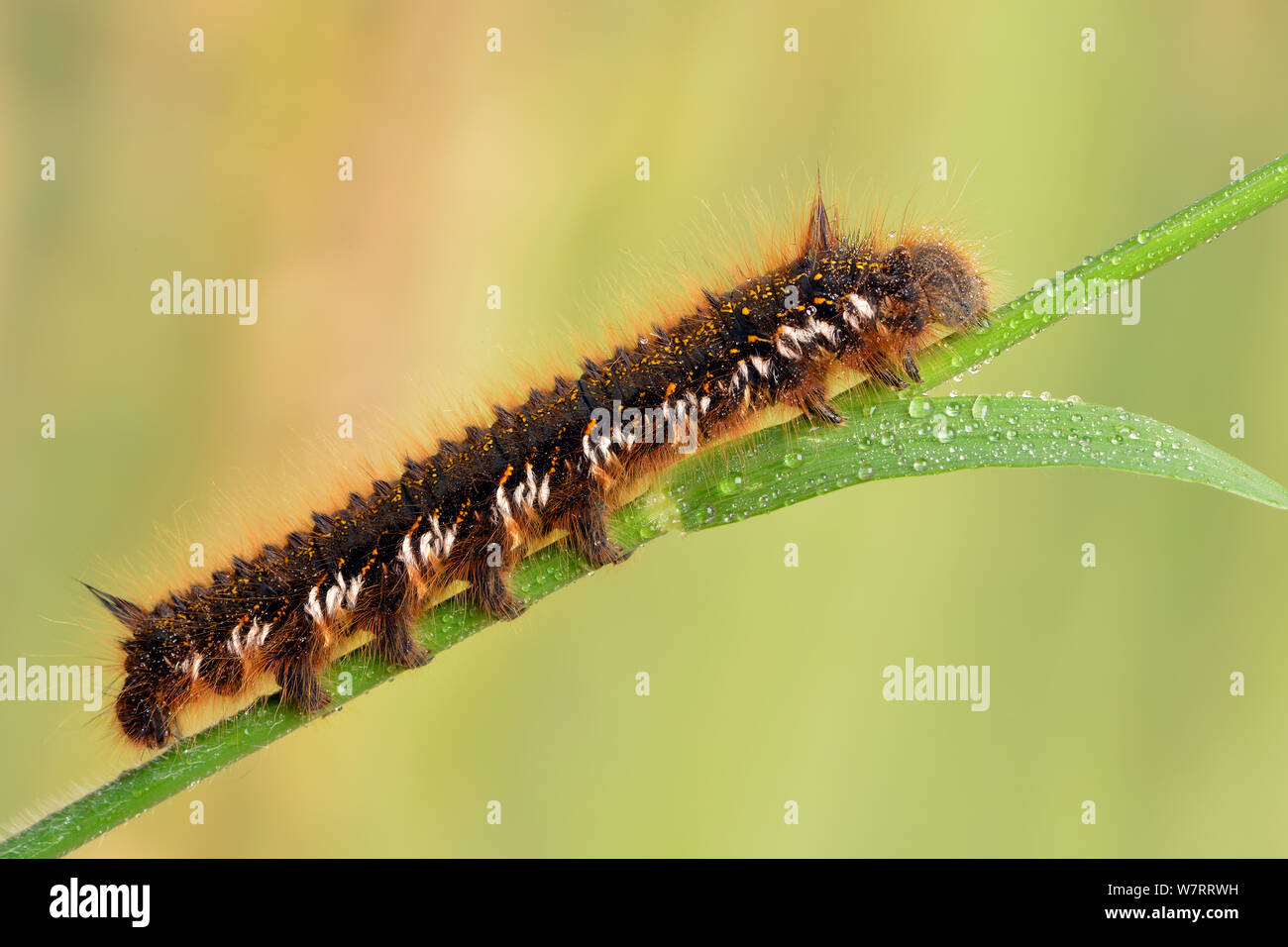 Espèce d'Euthrix potatoria buveur (caterpillar) à partir d'une rosée potable tige d'herbe, Hertfordshire, Angleterre, Royaume-Uni, mai. Conditions contrôlées. Banque D'Images