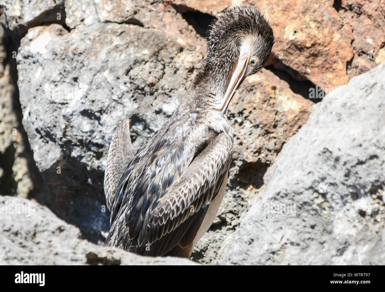 Close-up of a young shag commun fixant le plumage Banque D'Images