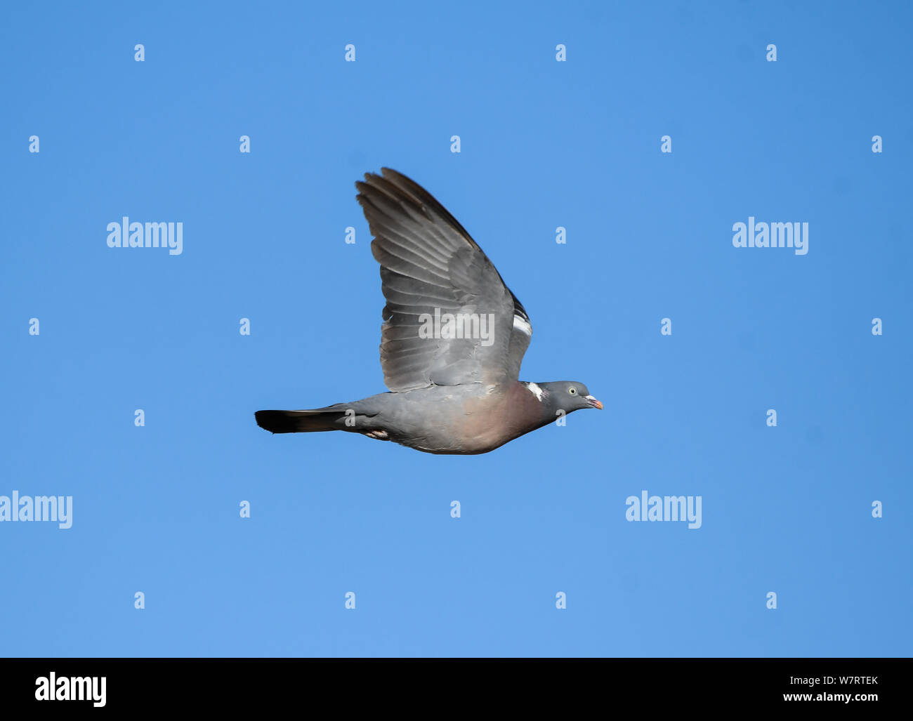 Common Wood Pigeon In Flight Banque De Photographies Et D images common-wood-pigeon-in-flight-banque-de-photographies-et-d-images