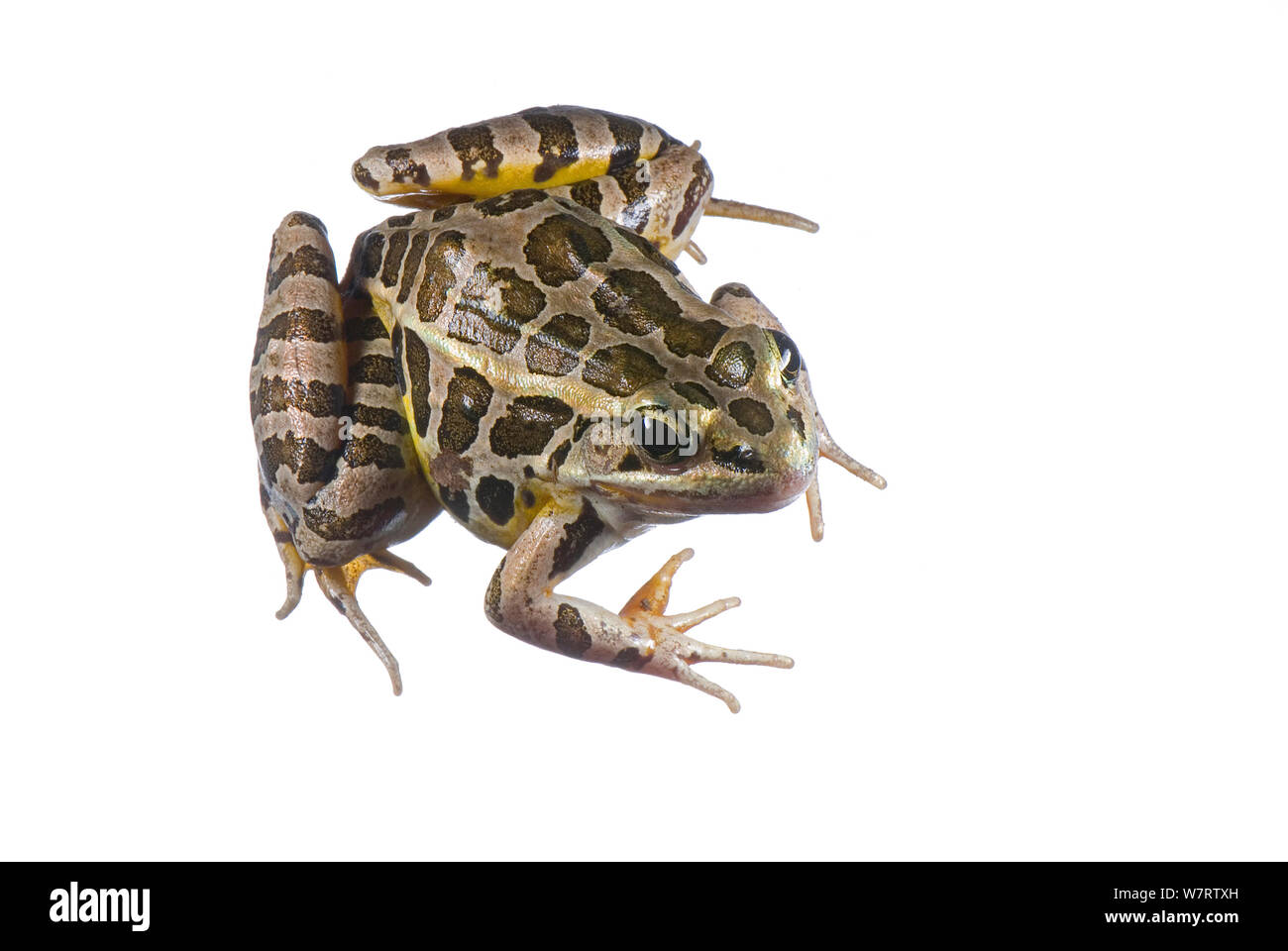 Grenouille des marais (Lithobates palustris) Noble Comté (Ohio), Juillet, projet d'meetyourneighbors.net Banque D'Images