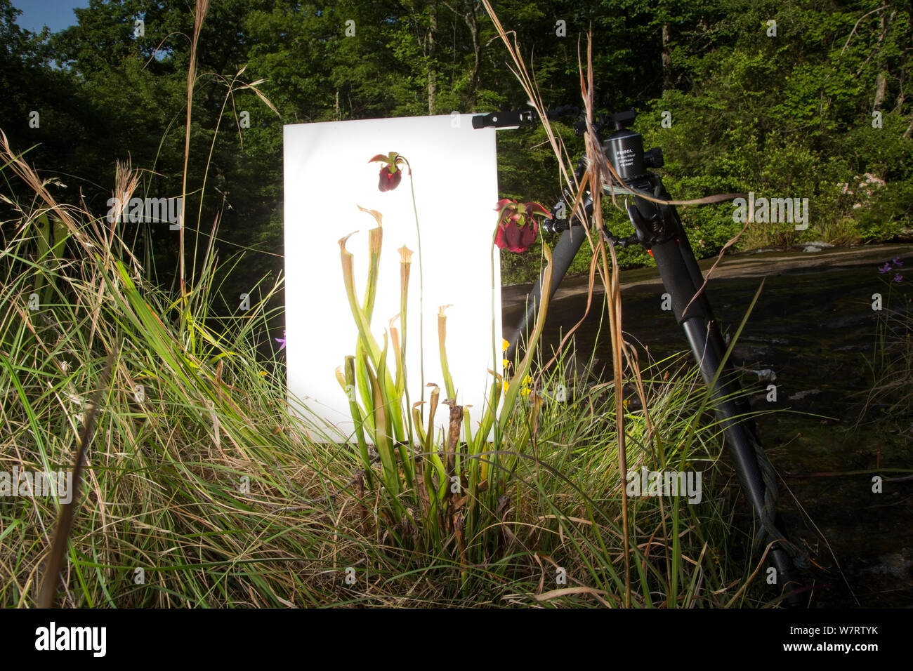 Studio sur le terrain pour photographier Mountain sweet (sarracénie Sarracenia rubra ssp. jonesii) avec de l'herbe longue corne camouflée hopper (Tettigoniidae) Chandler Heritage Preserve, Caroline du Sud, USA, mai. Les espèces en voie de disparition. Projet d'Meetyourneighbors.net Banque D'Images