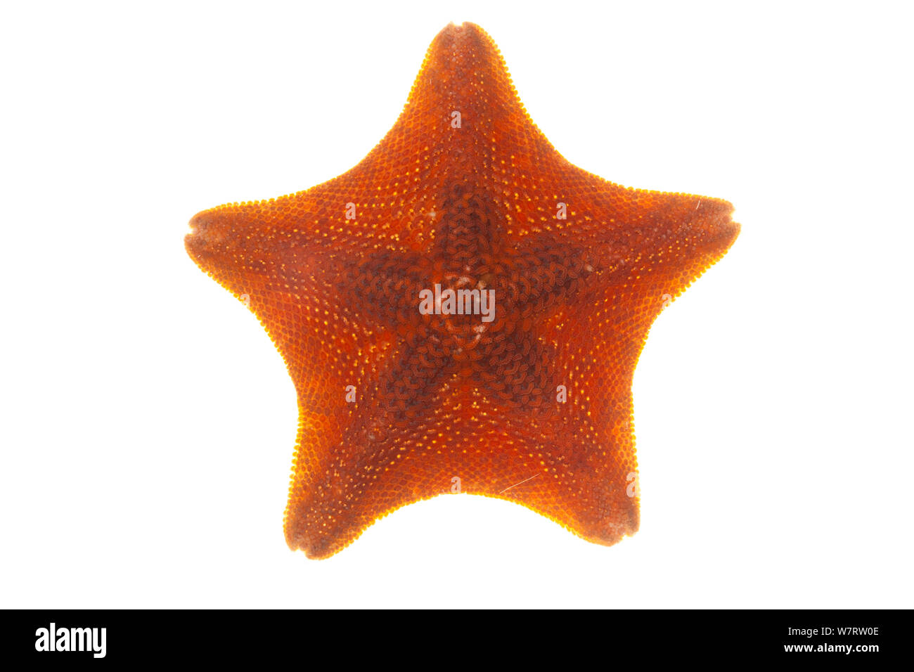 Bat star (Patiria miniata), Malibu, Californie, USA, juin, projet d'meetyourneighbors.net Banque D'Images