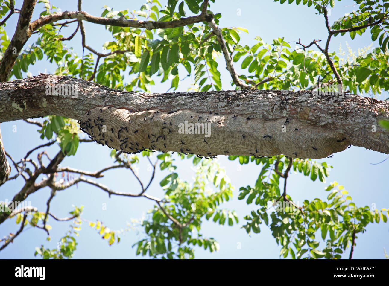 Nid de guêpes Polistinae (sp) niche en dessous d'une branche horizontale dans la forêt tropicale. Costa Rica Banque D'Images