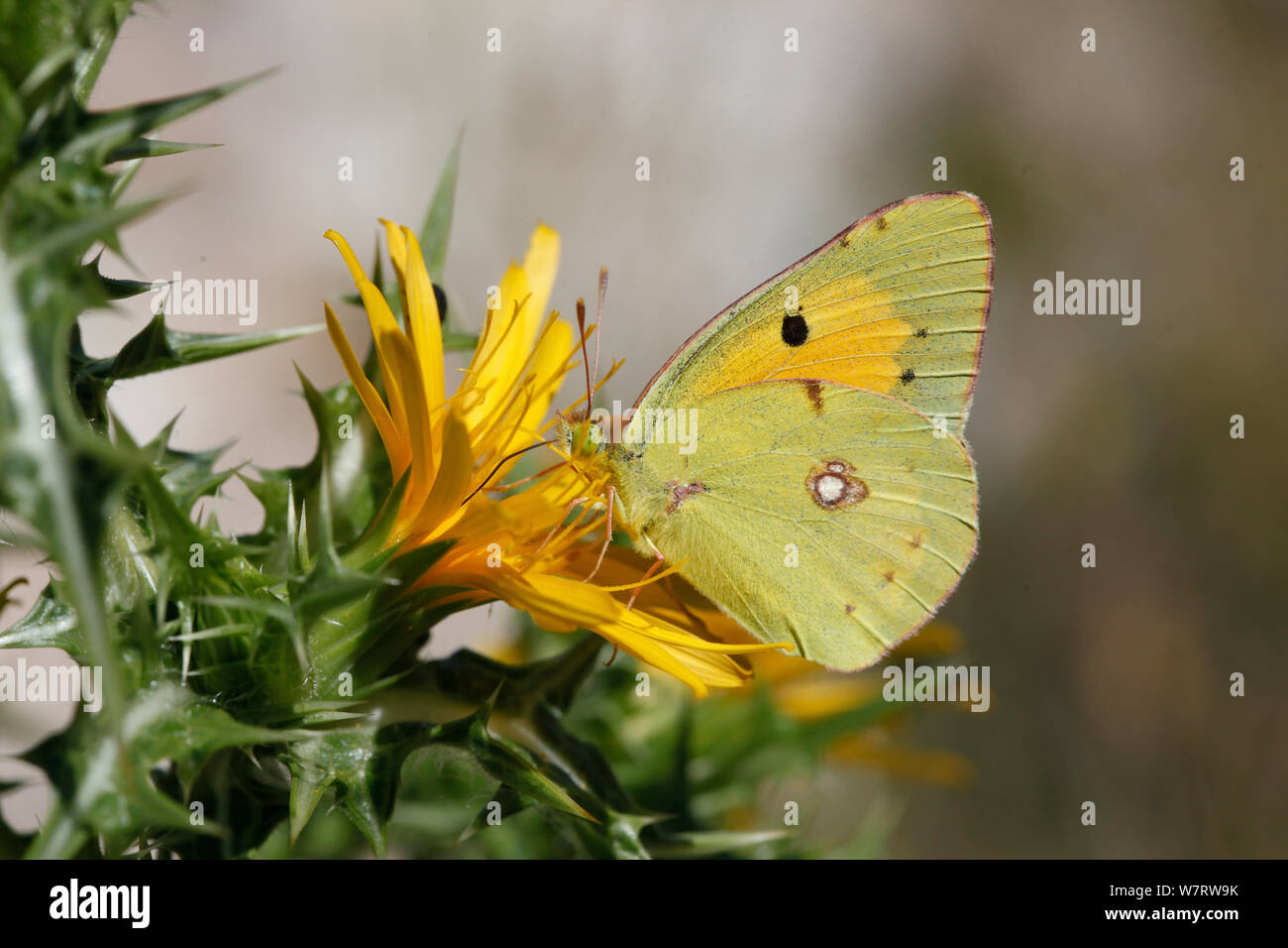 Papillon jaune assombrie (Colias croceus) mâle se nourrissant de chardon jaune, Croatie, juin Banque D'Images