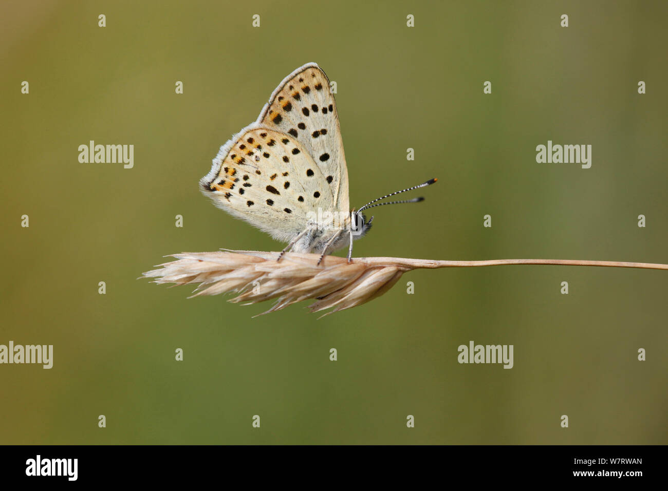 Cuivre fuligineux (papillon Lycaena tityrus) sur la tête de semences de graminées, France Banque D'Images