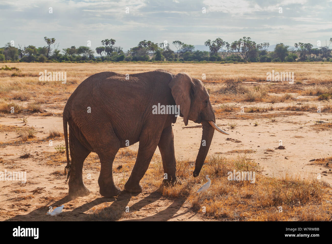 African elephant Loxodonta africana dans la réserve nationale de Samburu télévision rouge allumé côté soleil. Arbres, ciel scrub en distance. Ombre et copy space Banque D'Images