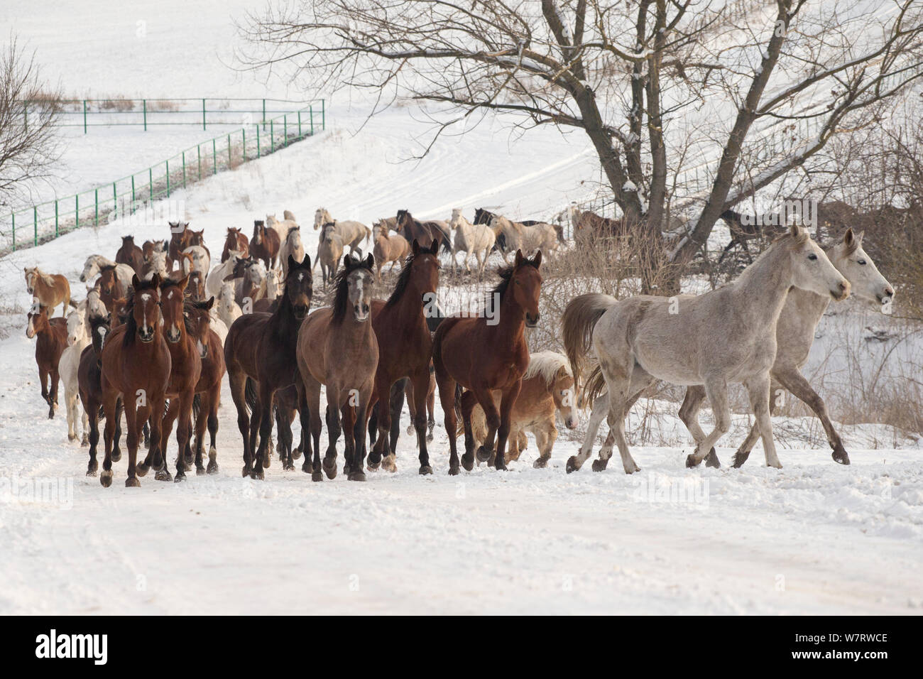 Un groupe de Haflinger, Arabe, Arabe Shagya pure et à l'Est et les juments poulinières bulgare walking in snow, Haras National, Kabiuk Shumen, Bulgarie. Banque D'Images