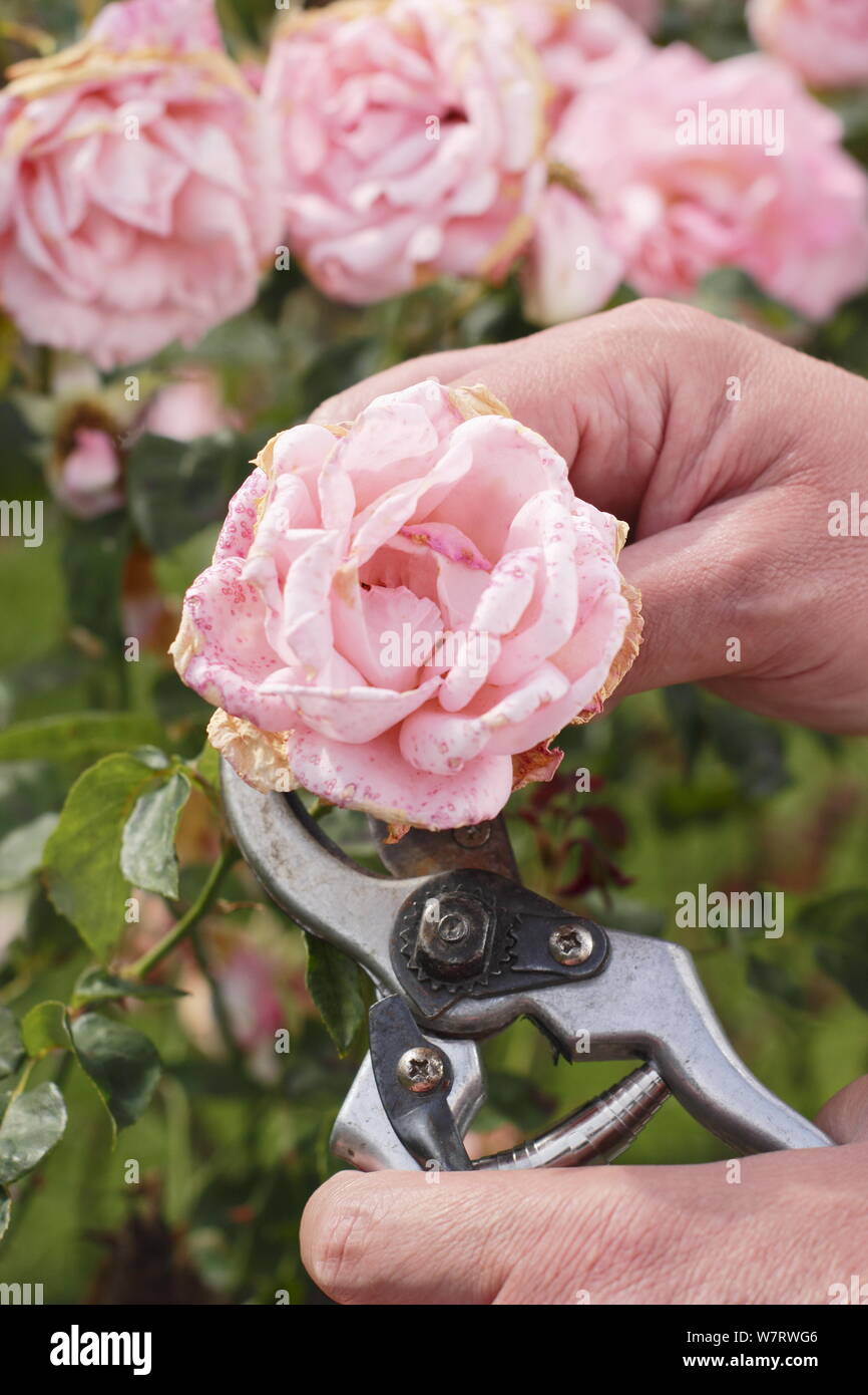 Rosa 'Silver Jubilee'. Vide s'est évanoui roses avec des sécateurs en été. UK Banque D'Images
