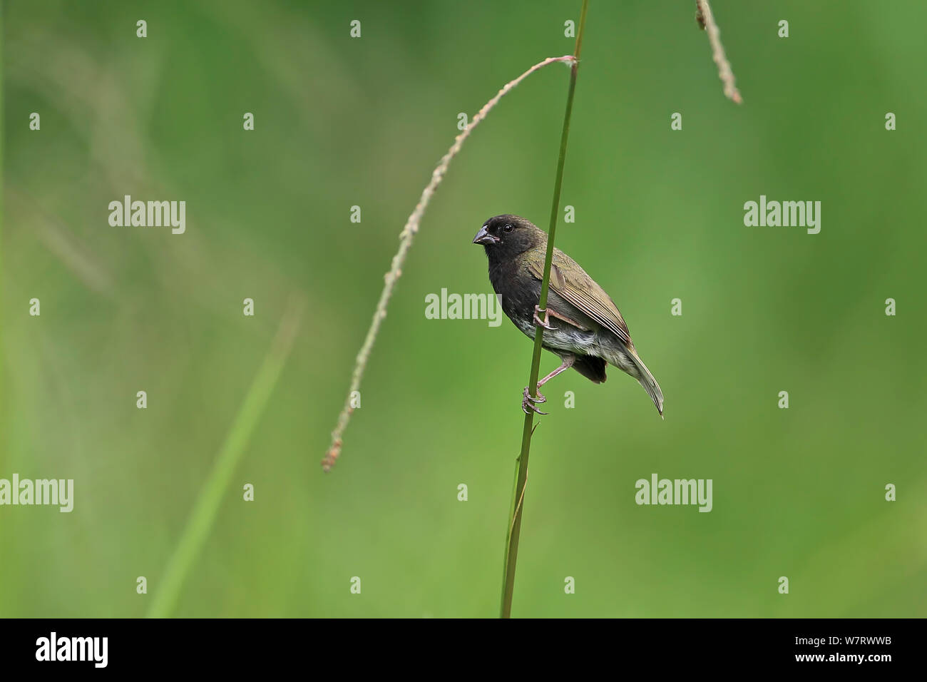 Black-faced Grassquit (Tiaris bicolor omissus) Tobago, Trinité-et-Tobago Mai 2013 Banque D'Images