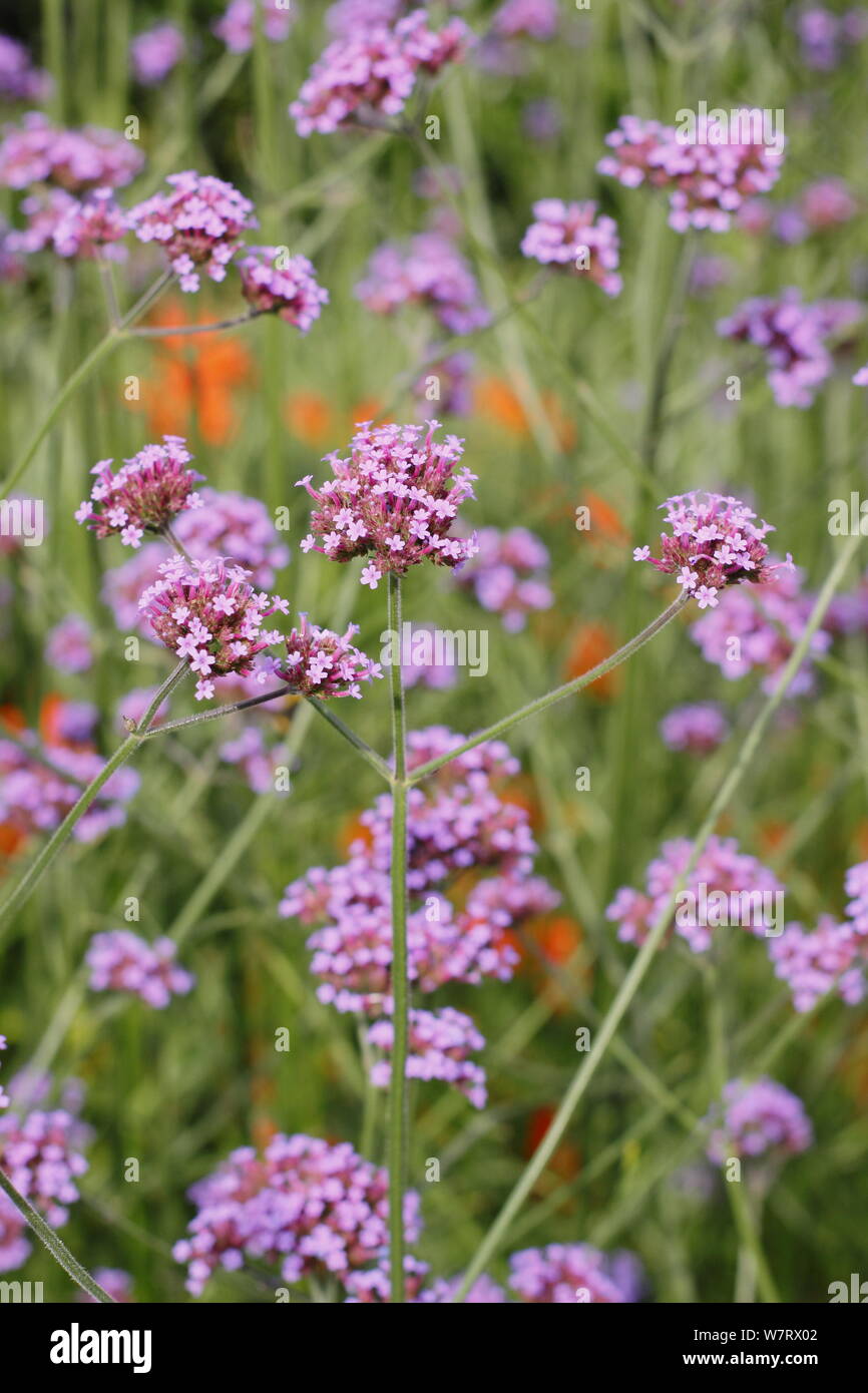 Verbena bonariensis dans un jardin à la frontière de l'orange Crocosmia 'Golden Ballerina'. ROYAUME-UNI Banque D'Images