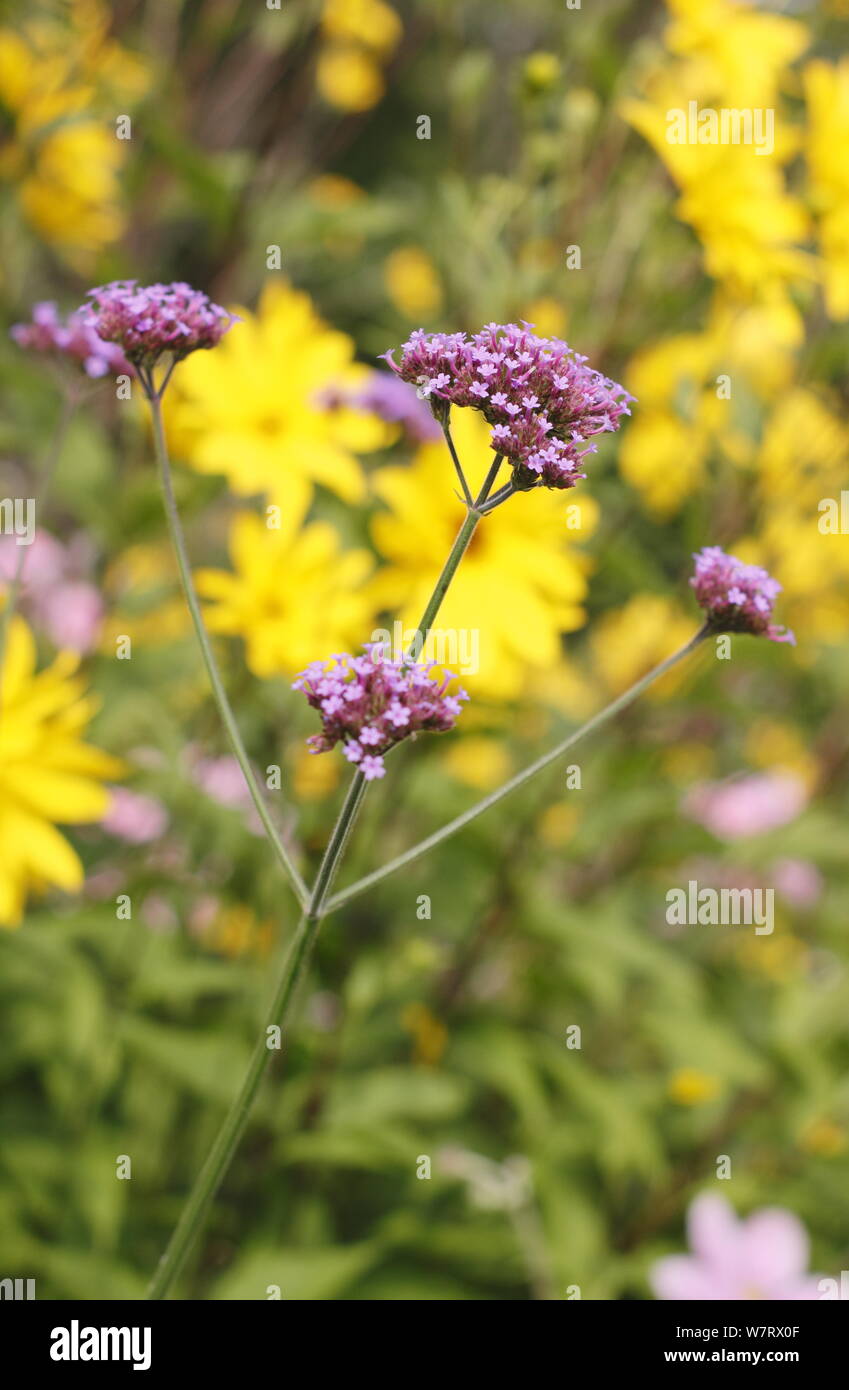 Verbena bonariensis contre le tournesol vivace 'miss Mellish' dans une bordure de jardin.ROYAUME-UNI Banque D'Images
