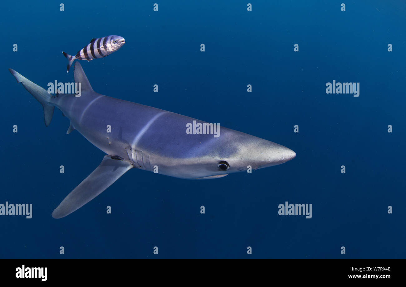 Le requin bleu (Prionace glauca) avec du poisson pilote (Naucrates ductor) pointe du Cap, Afrique du Sud. Banque D'Images
