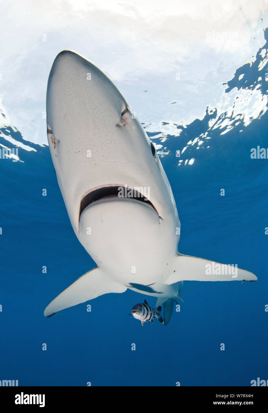 Le requin bleu (Prionace glauca) Vue de dessous avec le poisson pilote (Naucrates ductor) pointe du Cap, Afrique du Sud. Banque D'Images