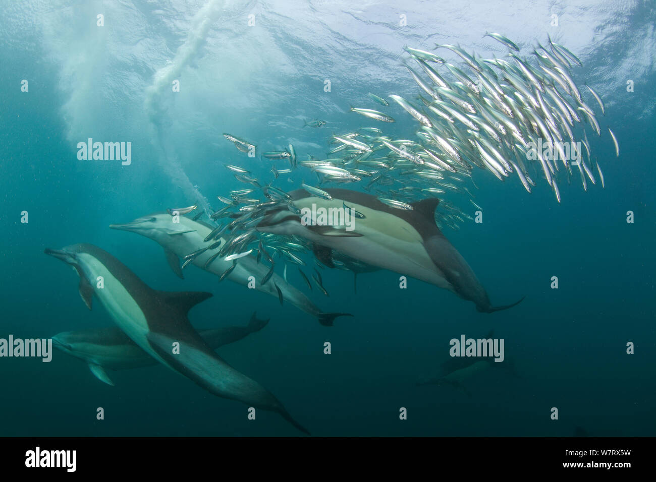 Dauphin commun (Dephinus Joseph) pod se nourrissent de Sardines (Sardinops oecllata) Port St Johns, Transkei, en Afrique du Sud. Banque D'Images