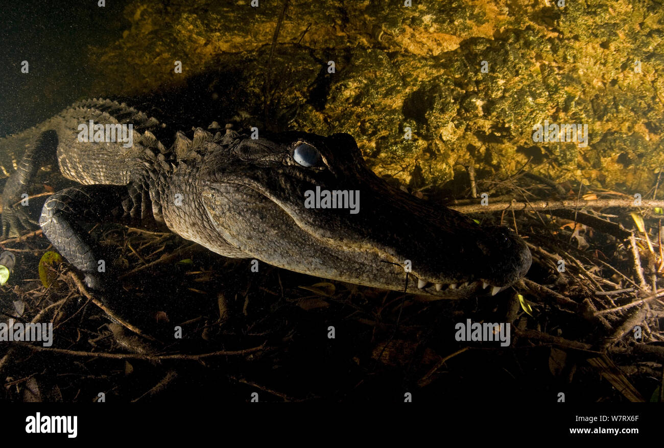 (Alligator mississippiensis) portrait sous l'Alligator, Everglades NP, en Floride, aux États-Unis. Banque D'Images