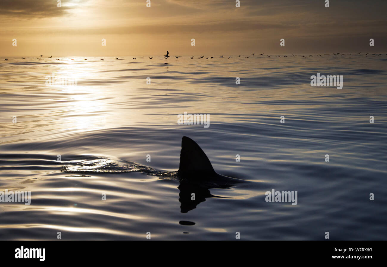 Grand requin blanc (Carcharodon carcharias) croisière sur la surface au crépuscule, l'île de Dyer, Gansbaai, Afrique du Sud Banque D'Images