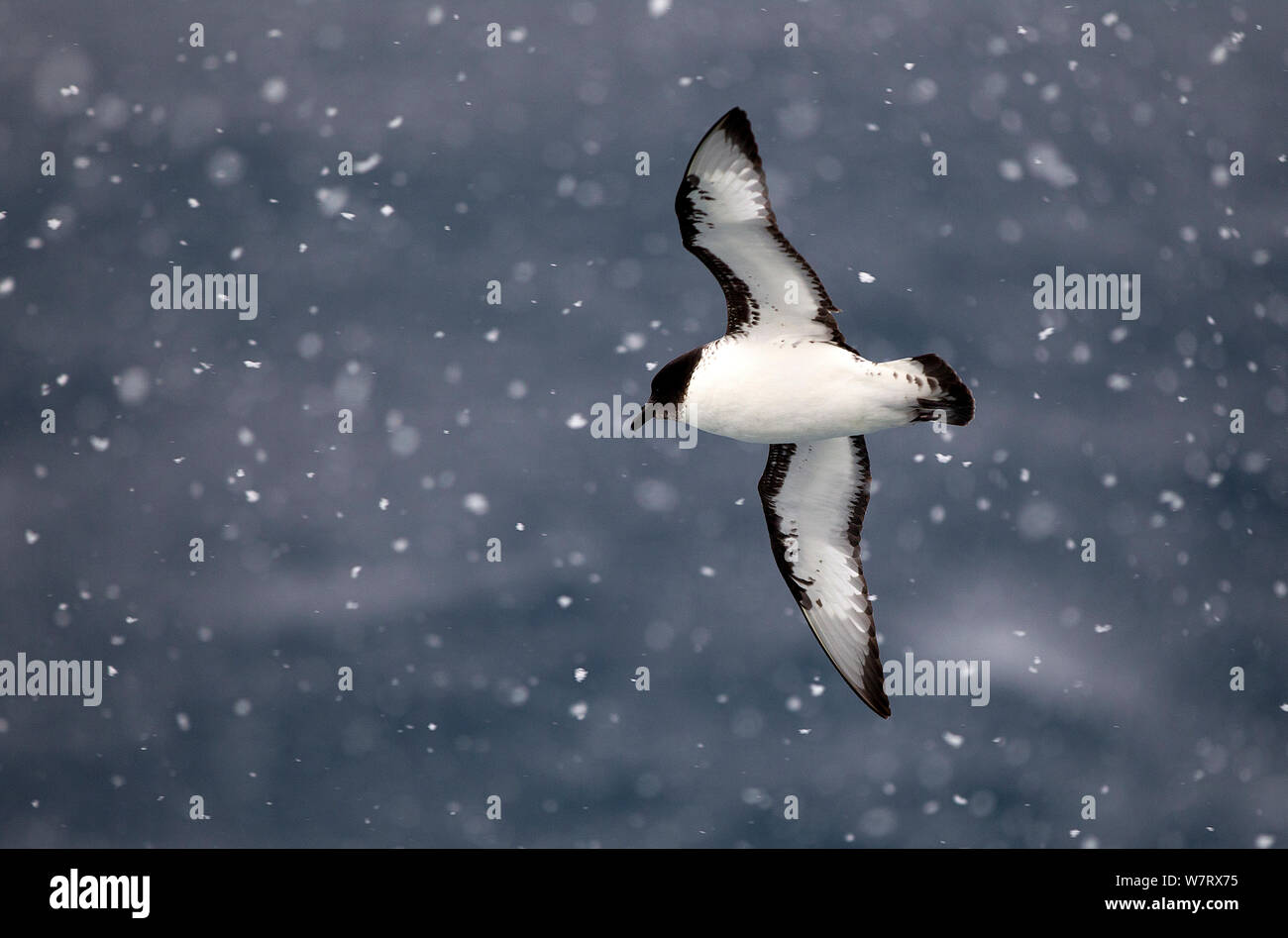 (Daption capense Pintado petrel) voler dans la neige, le sud de l'océan. Banque D'Images