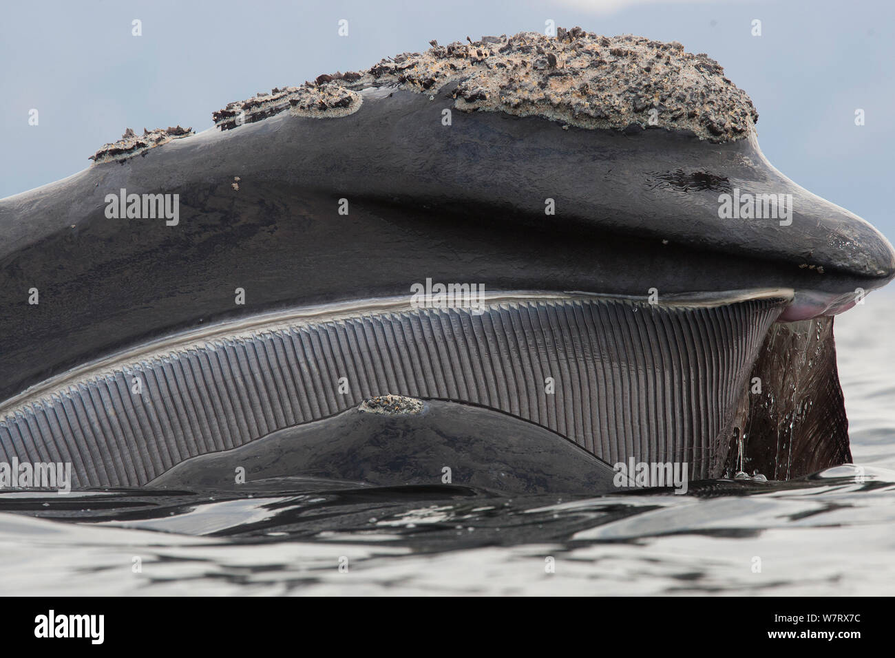Baleine franche australe (Eubalaena australis) close up se nourrissant de plancton en surface, False Bay, Cape Town, Afrique du Sud ; avec les balanes sur la tête Banque D'Images