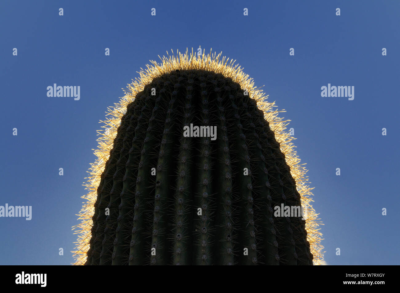 Haut de cactus Saguaro (Carnegiea gigantea) montrant rétroéclairé épines, Saguaro National Park, Arizona, USA, décembre 2012. Banque D'Images