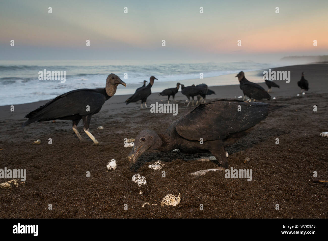 Les vautours noirs (Coragyps atratus) se nourrissent d'œufs de tortues olivâtres (Lepidochelys olivacea) lavés gratuitement à partir de la plage de surf, la côte du Pacifique, Playa Ostional, Costa Rica. Banque D'Images