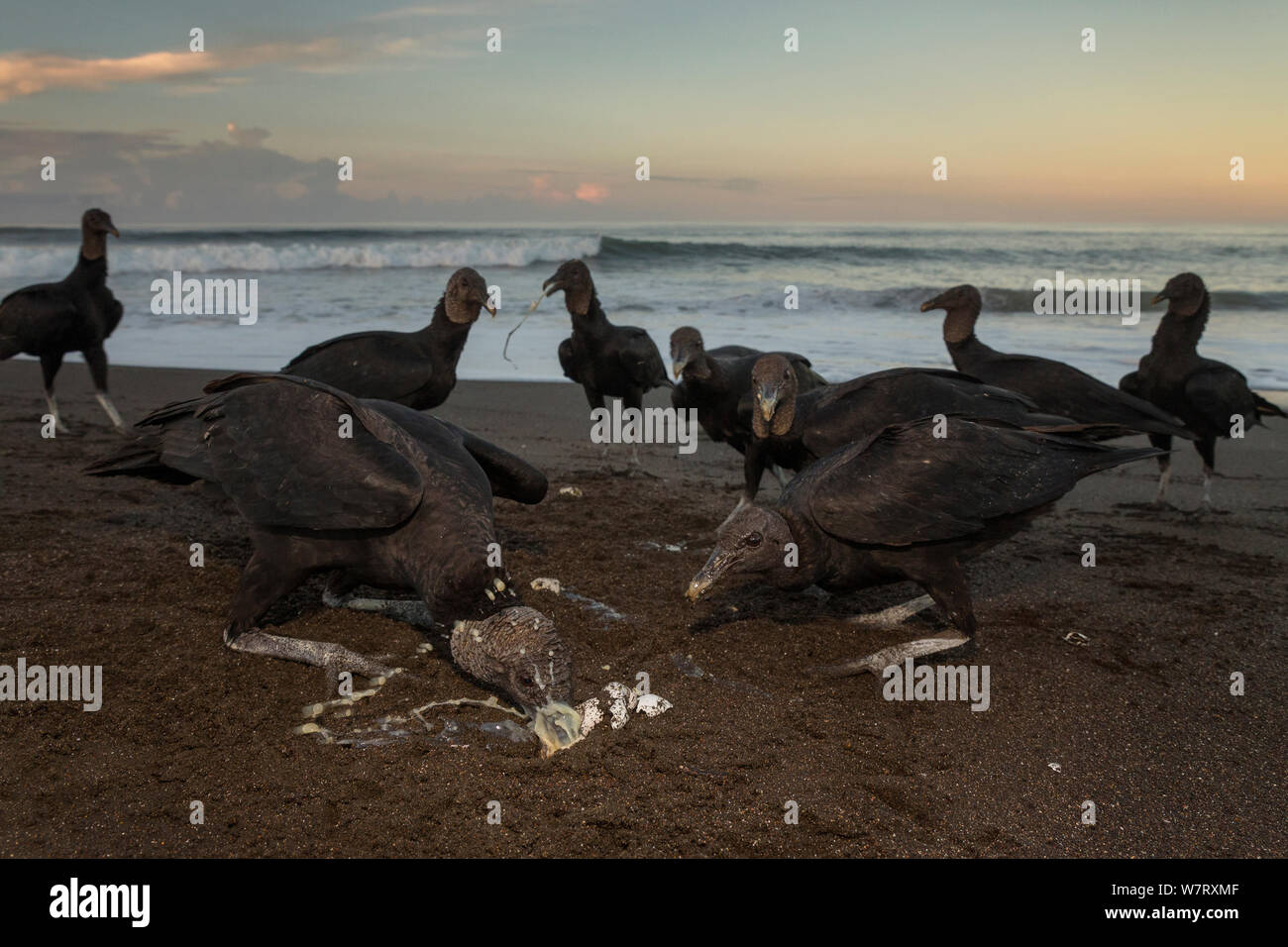 Les vautours noirs (Coragyps atratus) se nourrissent d'œufs de tortues olivâtres (Lepidochelys olivacea) lavés gratuitement à partir de la plage de surf, la côte du Pacifique, Playa Ostional, Costa Rica. Banque D'Images