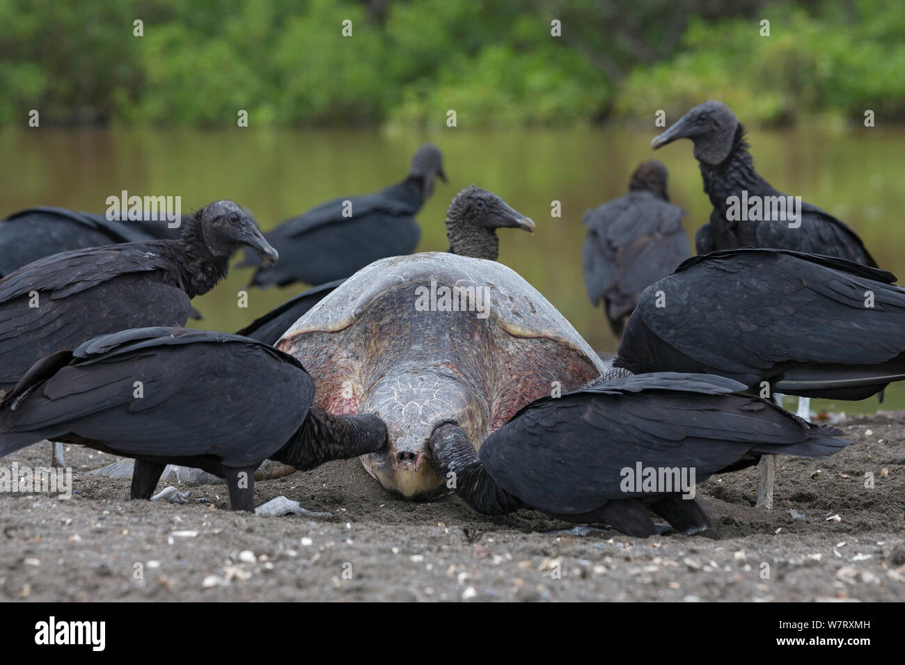 Les vautours noirs (Coragyps atratus) se nourrissant sur les morts de tortues olivâtres (Lepidochelys olivacea) est mort au cours d'une arribada (masse) de l'événement Côte du Pacifique, Playa Ostional, Costa Rica. Banque D'Images