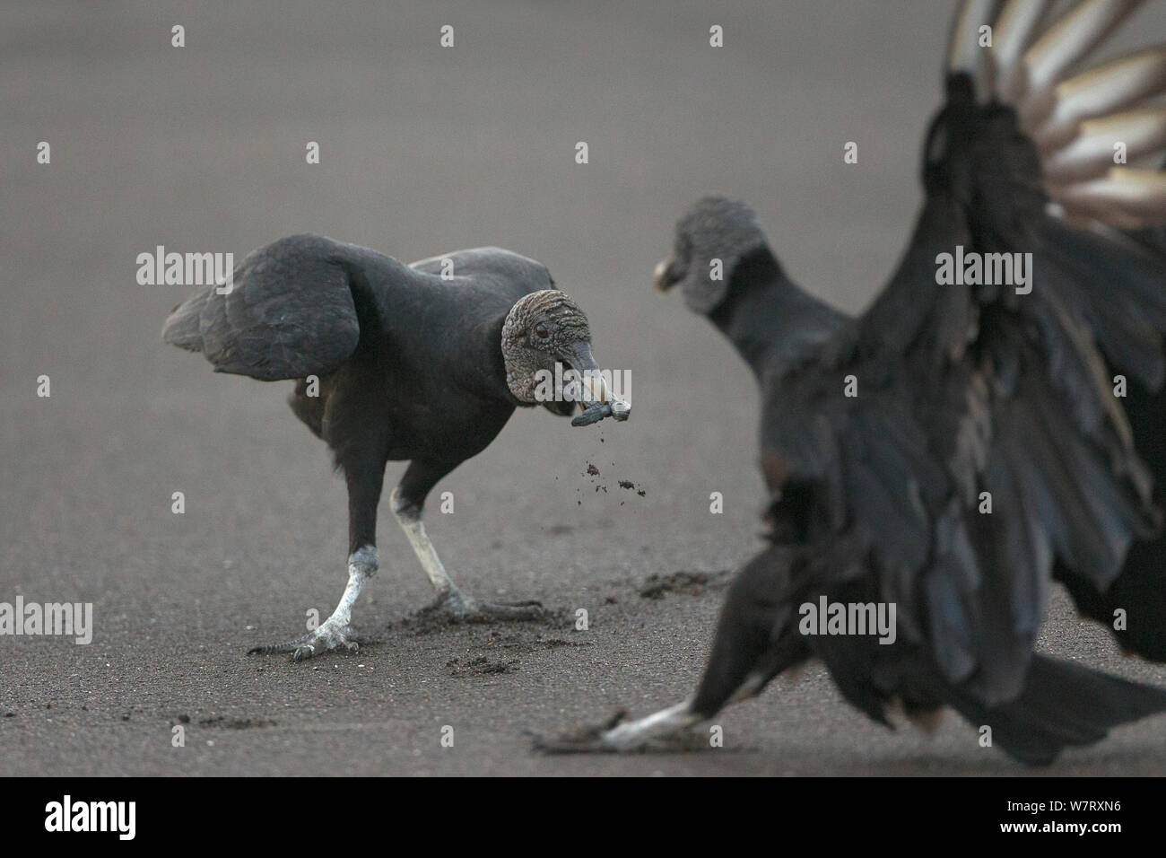 Les vautours noirs (Coragyps atratus) sur l'alimentation des nouveau-nés de tortues olivâtres (Lepidochelys olivacea) Côte du Pacifique, Playa Ostional, Costa Rica. Banque D'Images