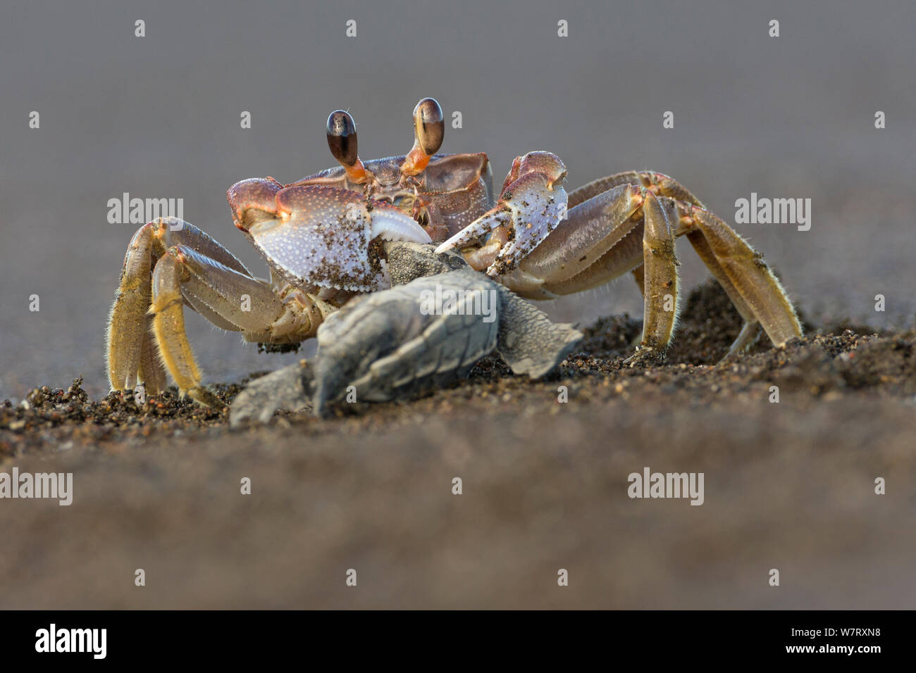 Crabe violoniste Uca (sp) sur l'alimentation des nouveau-nés de tortues olivâtres (Lepidochelys olivacea) Côte du Pacifique, Playa Ostional, Costa Rica. Banque D'Images