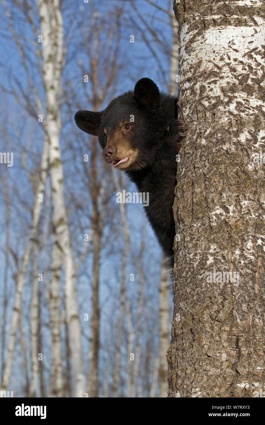 L'ours noir (Ursus americanus) un an en cub arbre, Minnesota, USA, mars. Banque D'Images