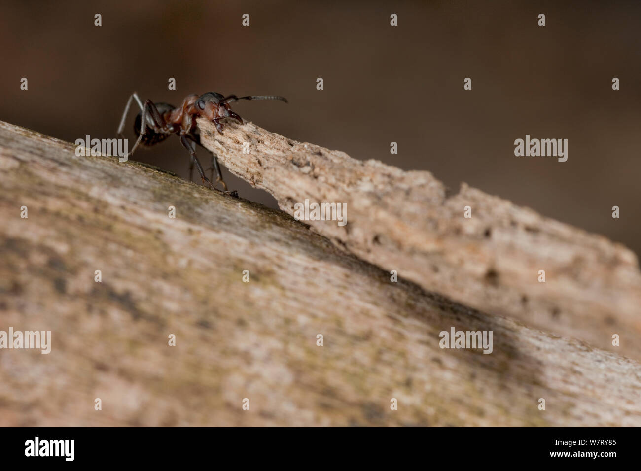 Fourmi rouge (Formica rufa) transportant un grand morceau de matériau de construction de fourmilière, Allemagne, Mars. Banque D'Images