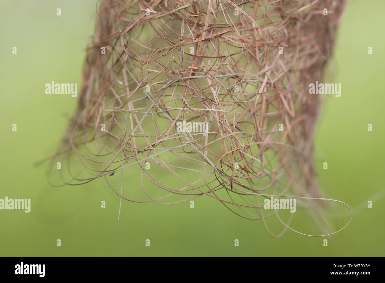 Baya weaver Ploceus philippinus (NID) détail d'herbe tissée à l'entrée du nid, à Singapour. Banque D'Images